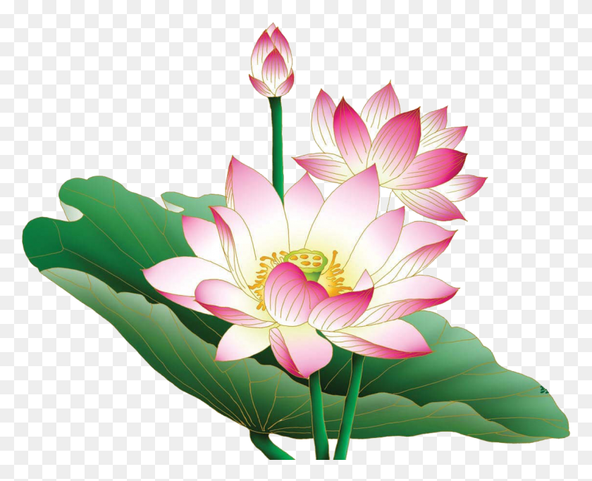 1132x905 Lotus Free Desktop Background, Plant, Flower, Blossom HD PNG Download