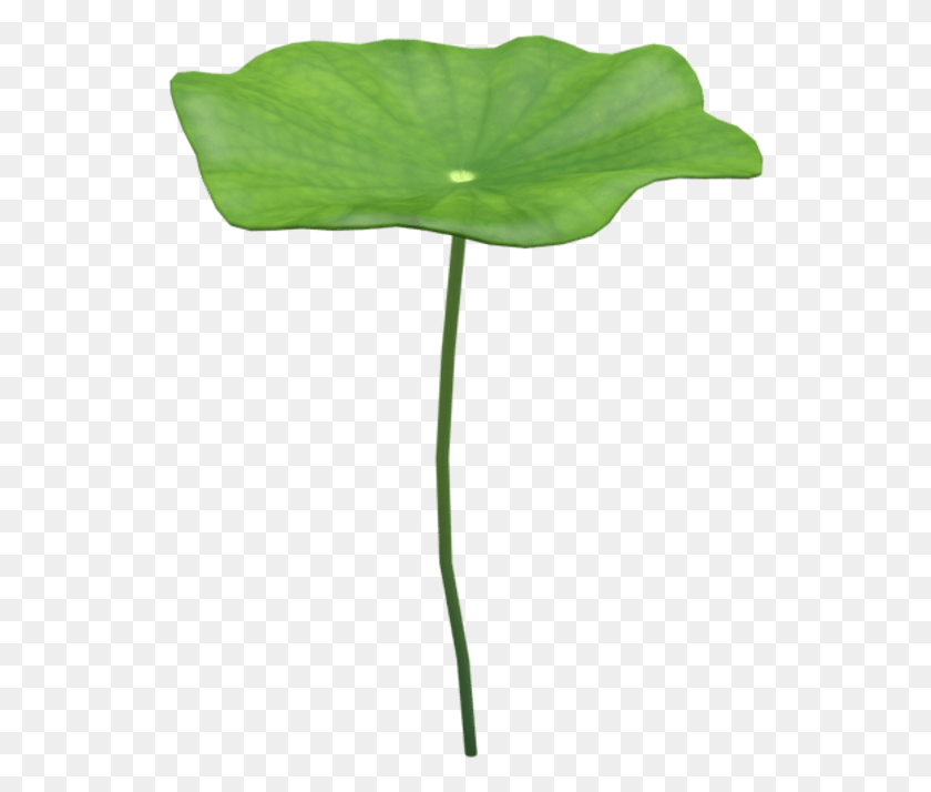 539x654 Lotus Leaf Coltsfoot, Plant, Flower, Blossom HD PNG Download