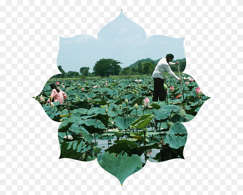 622x614 Lotus Planthealth Benefits Datura Inoxia, Person, Human, Plant HD PNG Download