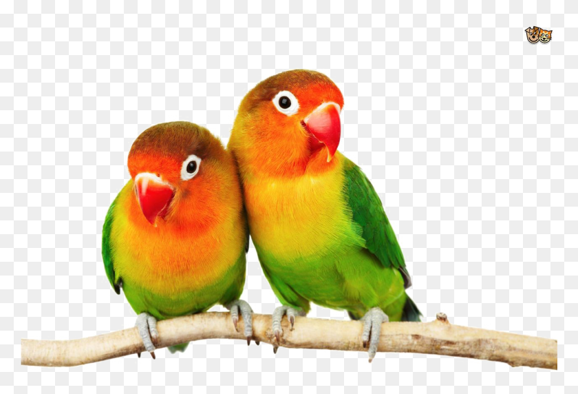 1281x841 Love Birds Pic Love Birds Images, Bird, Animal, Parakeet HD PNG Download