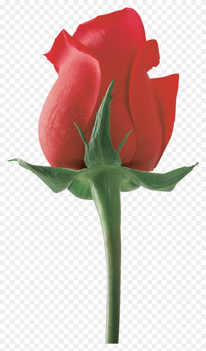 1513x2659 Descargar Png Flor De Amor Para Novia, Rosa, Planta, Flor Hd Png