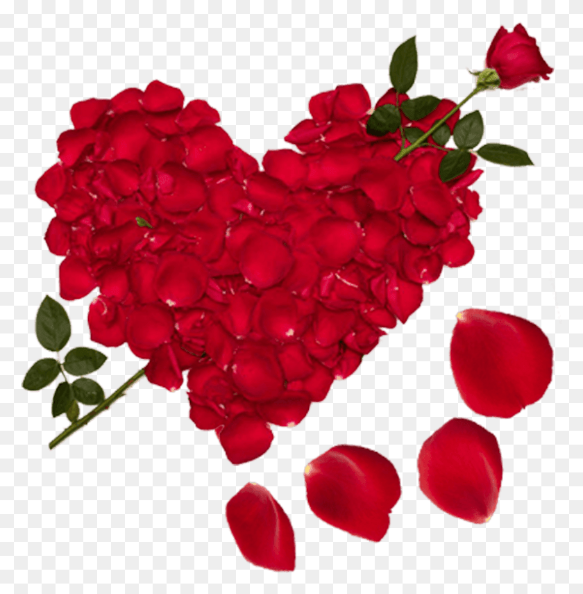 797x813 Любовь Наклейки Сердце Изображение И Клипарт Красная Роза, Растение, Лепесток, Цветок Png Скачать
