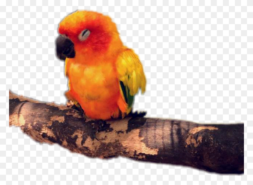 1079x767 Lovebird, Parrot, Bird, Animal HD PNG Download