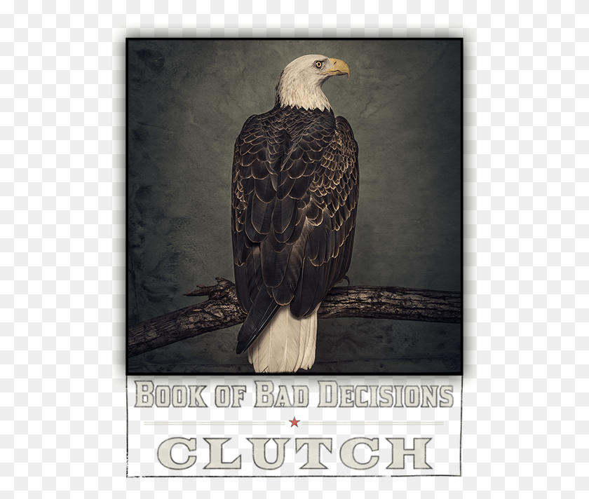 528x652 Loved Clutch39s Unique Sound And Killer Lyrics Clutch Book Of Bad Decisions, Bird, Animal, Eagle HD PNG Download