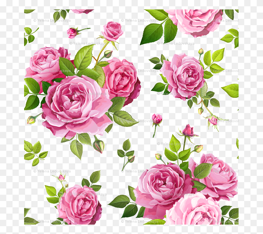 685x685 Lovely Rose Flower, Floral Design, Pattern, Graphics Descargar Hd Png