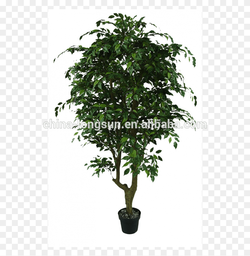 551x801 Lsd 20160308698 Hot Selling Artificial Banyan Tree Banyan, Plant, Tree Trunk, Leaf HD PNG Download