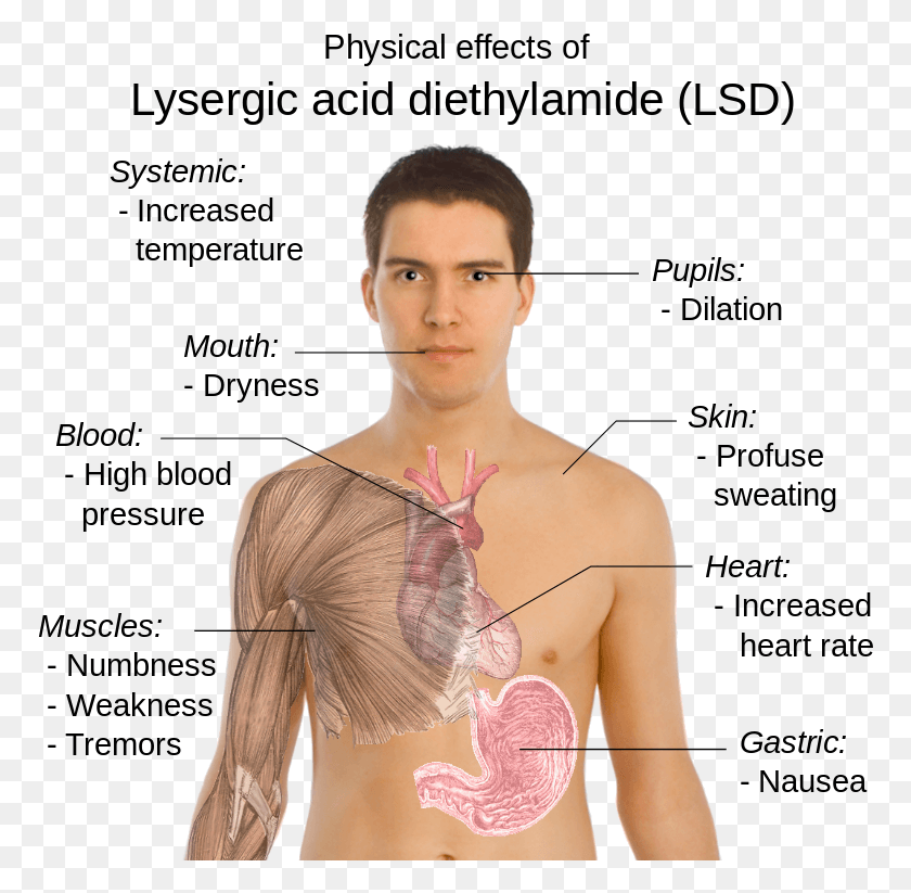 771x763 Lsd Became The Favored Psychedelic Drug Among The Young Lsd Drug Effects, Clothing, Apparel, Person HD PNG Download