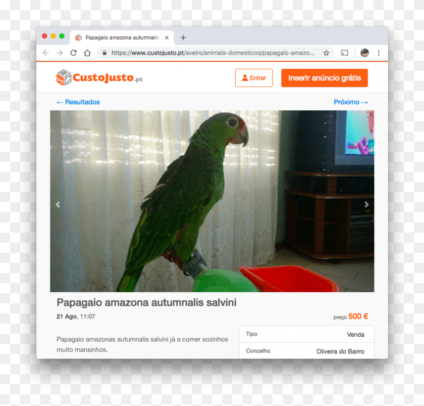 911x868 Lthttps Parakeet, Bird, Animal, Parrot HD PNG Download