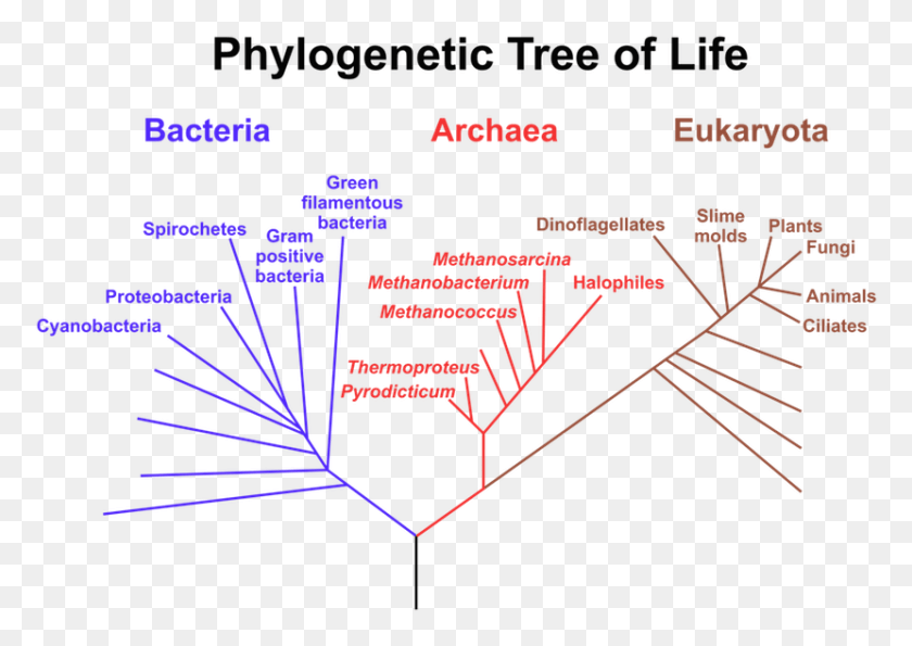 830x570 Ltstronggt Diagram Of Phylogenetic Tree, Metropolis, City, Urban HD PNG Download