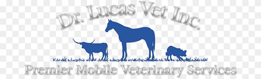 691x256 Lucas Victoria, Animal, Colt Horse, Horse, Mammal PNG
