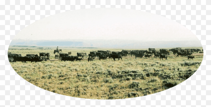 1186x559 Lucky 7 Angus Pairs Being Trailed Off Of A 38000 Acre Grazing, Cow, Cattle, Mammal HD PNG Download