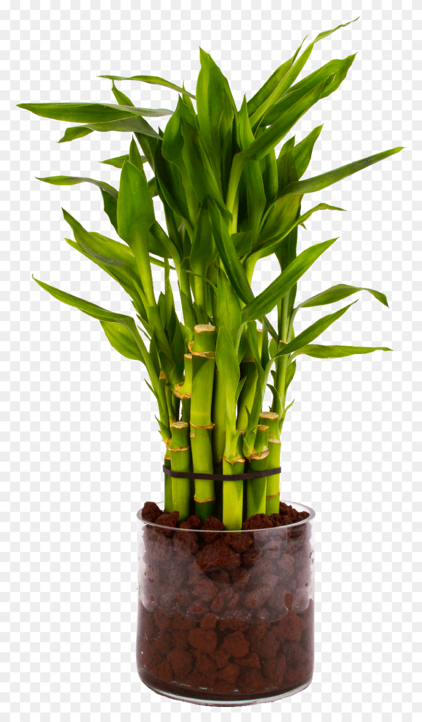 813x1438 Lucky Bamboo In Glass Vase With Lava Rock Lucky Bamboo In Water Vase, Plant, Pineapple, Fruit HD PNG Download