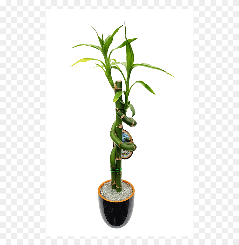 516x801 Lucky Bamboo Size D Ceramic Pot Houseplant, Plant, Flower, Blossom HD PNG Download