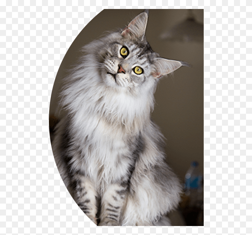519x725 Lucky Pet Кошка Мейн-Кун Сидит С Наклоненной Головой Полный Серый Мейн-Кун, Ангора, Млекопитающее, Животное Hd Png Скачать