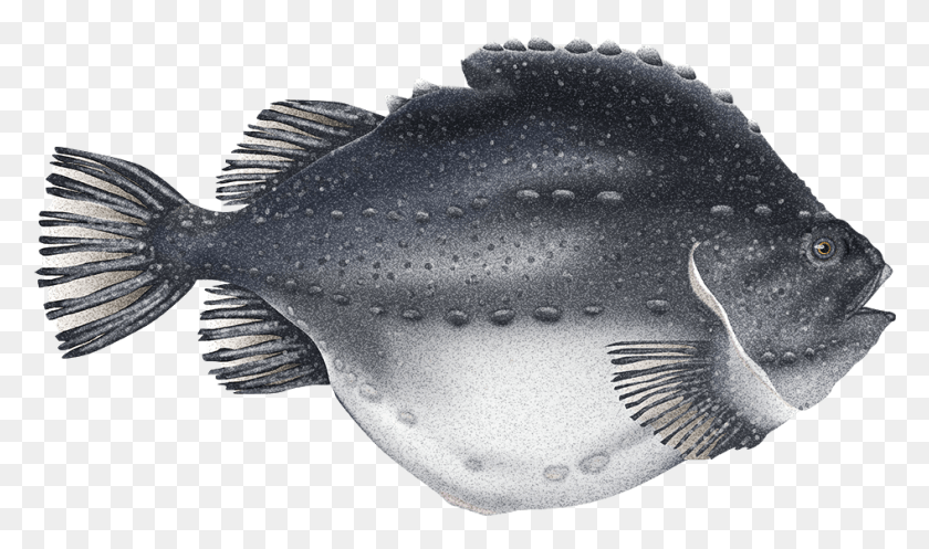 946x531 Lumpfish Lumpfish, Fish, Animal, Sea Life HD PNG Download