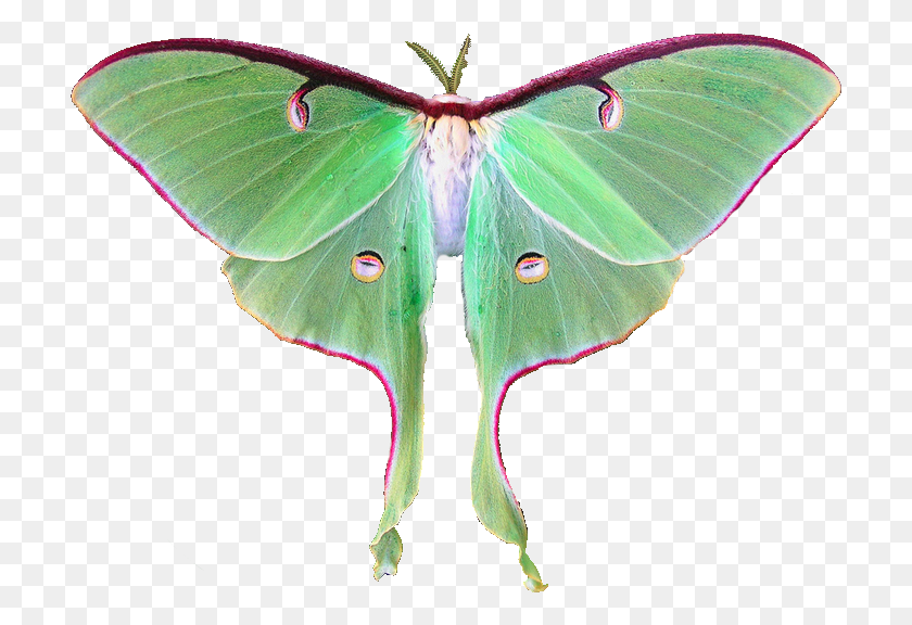 710x516 Luna Moth Transparent, Butterfly, Insect, Invertebrate HD PNG Download