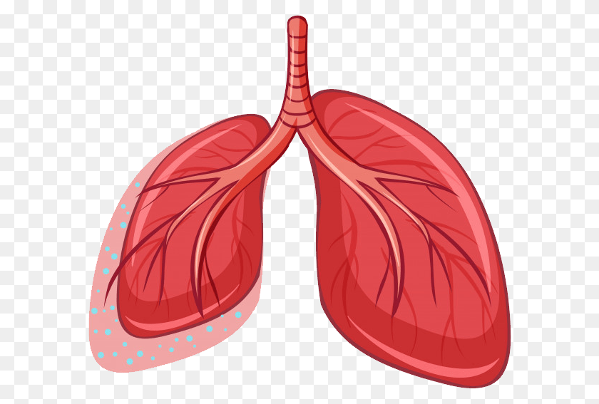 Lung, Food, Produce PNG