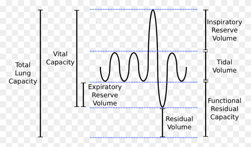 950x528 Lung Volumes Inspiratory Reserve Volume Graph, Text, Plot, Diagram HD PNG Download