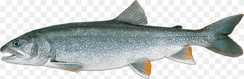 Lunge, Animal, Fish, Sea Life, Trout PNG