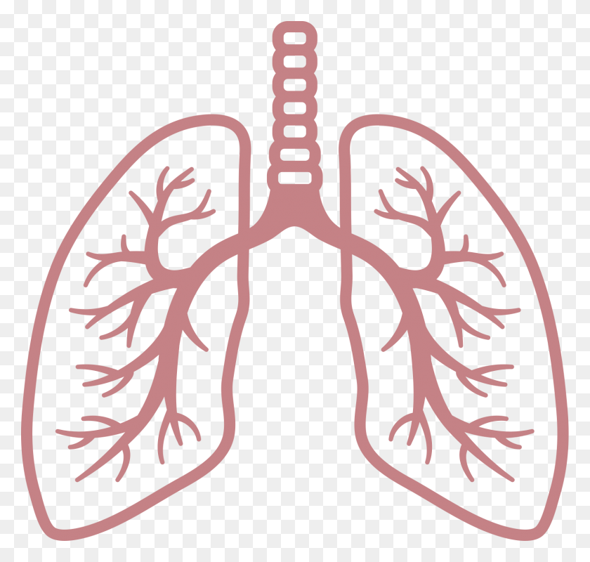 1504x1428 Lungs Clipart No Background, Skeleton HD PNG Download