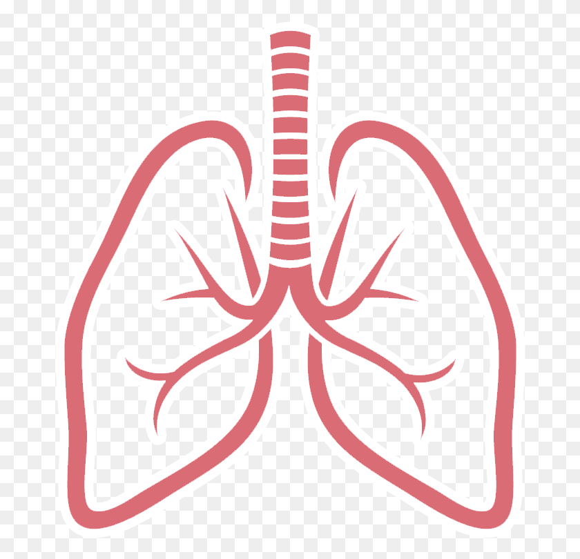 682x750 Lungs Picture Lungs, Dynamite, Bomb, Weapon HD PNG Download