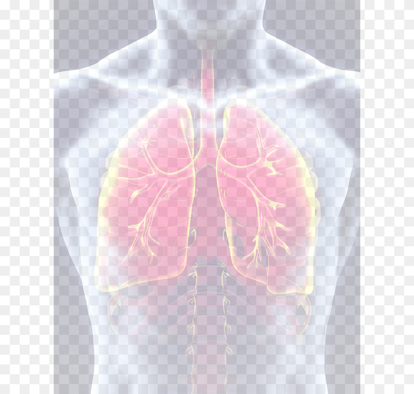 622x800 Lungs Respiratory System, Person, Skin, Adult, Male Clipart PNG