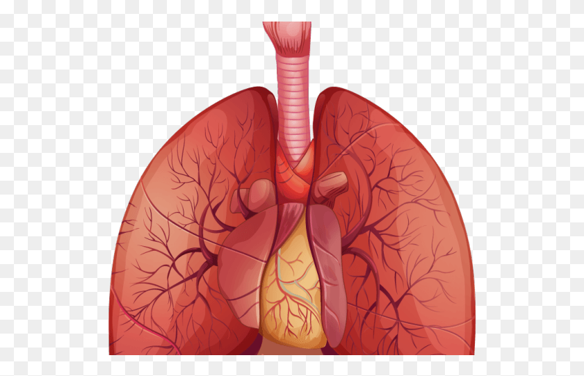 531x481 Lungs Transparent Images Respiratory System Diagram Lobes, Pattern, Ornament, Elephant HD PNG Download