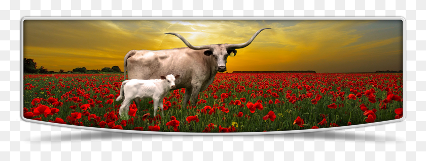 1226x408 Lutt Longhorns Cows Banner Image Tulip, Cow, Cattle, Mammal HD PNG Download
