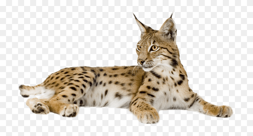 722x393 Lynx, Wildlife, Animal, Panther HD PNG Download