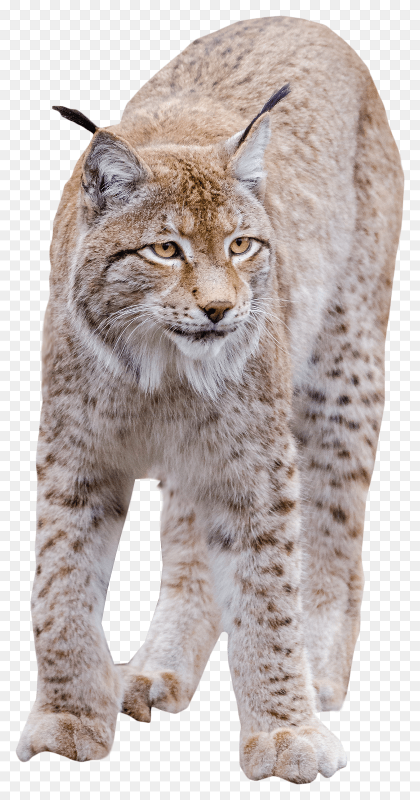 1648x3249 Lynx Standing Bobcat HD PNG Download