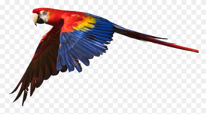 1048x543 Macaw, Bird, Animal, Parrot HD PNG Download