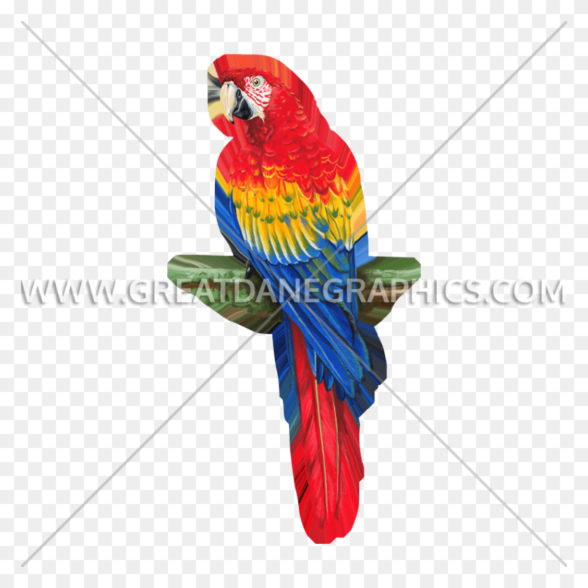 825x825 Macaw, Bird, Animal, Parrot HD PNG Download