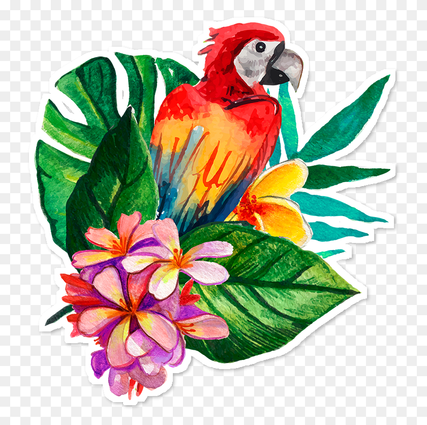 734x776 Macaw, Graphics, Animal HD PNG Download