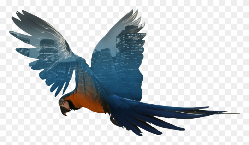 1317x726 Macaw, Animal, Bird, Parrot HD PNG Download