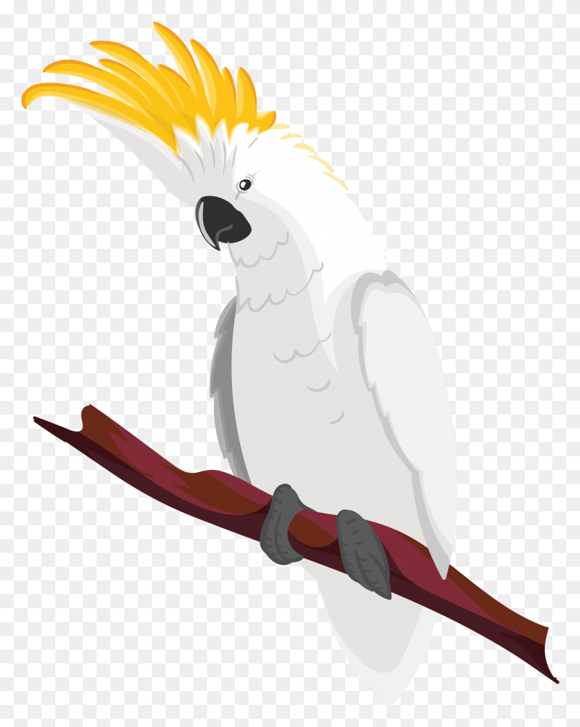 1338x1703 Macaw Bird True White Hair Yellow Head Bird With Yellow Hair On Head, Animal, Parrot, Cockatoo HD PNG Download