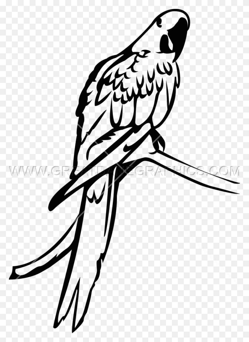 825x1159 Macaw Clipart Hyacinth Macaw Hyacinth Macaw Black And White, Animal, Bird, Vulture HD PNG Download