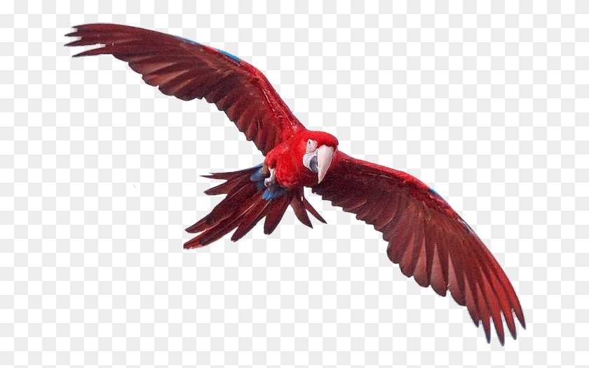 662x464 Macaw Free Image Greenwing Macaw Transparent Background, Animal, Bird, Parrot HD PNG Download