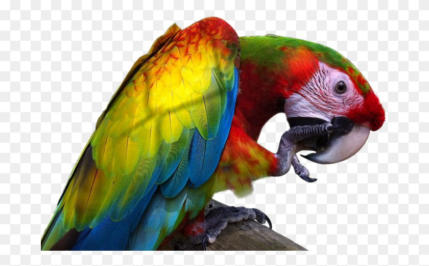 681x462 Macaw Image With Transparent Background Giant Macaw, Parrot, Bird, Animal HD PNG Download
