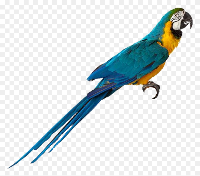 982x859 Macaw Parrot Bird Macaw, Animal, Beak HD PNG Download
