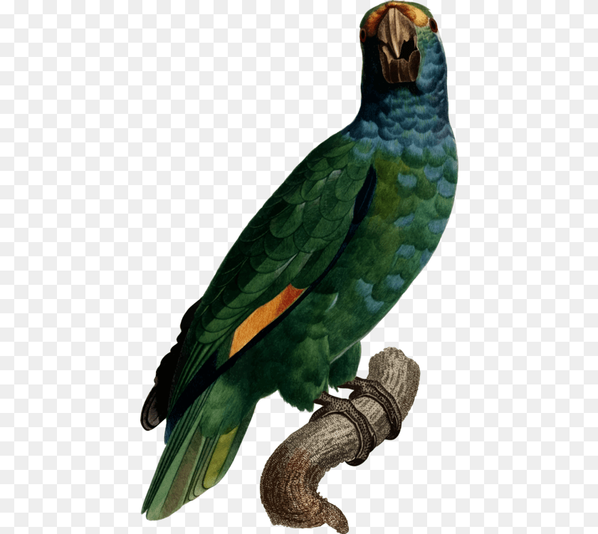 447x750 Macawparrotbird Ayudar Desde Casa Amazonas, Animal, Bird, Parrot Transparent PNG