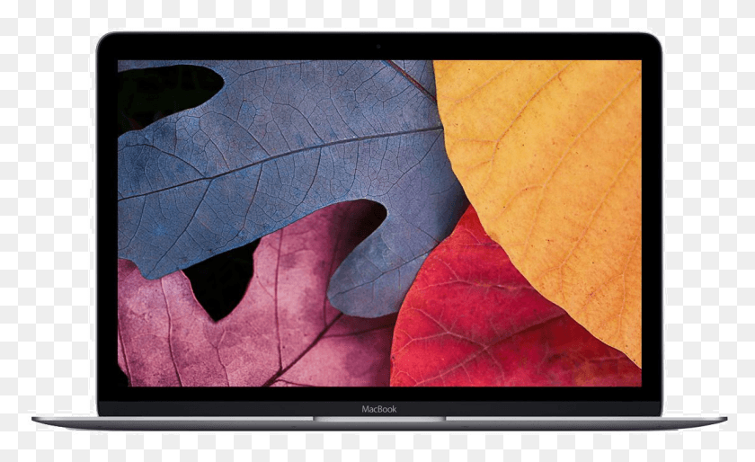 1113x649 Macbook Rentals Apple Macbook Retina 12quot 2017, Leaf, Plant, Monitor HD PNG Download