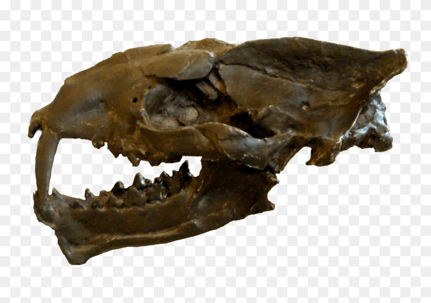 1938x1320 Machaeroides Eothen Machaeroides Cráneo, Fósil, Suelo, Hongo Hd Png