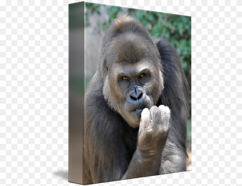 495x646 Macho Man By J Deveres Monkey, Animal, Ape, Mammal, Wildlife Transparent PNG