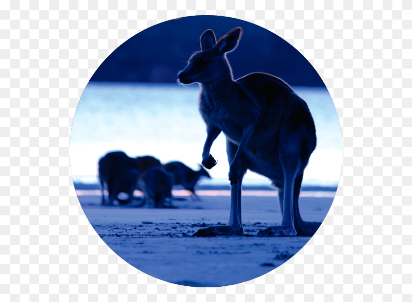 557x557 Mackay Kangaroo, Elephant, Wildlife, Mammal HD PNG Download