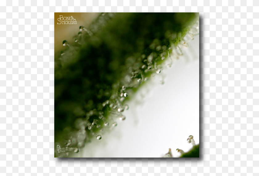 510x510 Macro Lens Marijuana Leaf Drop, Moss, Plant, Bird HD PNG Download