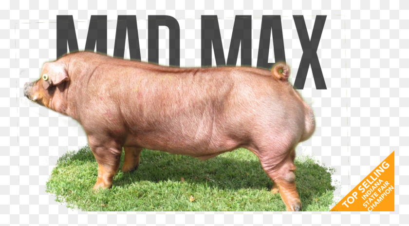 1101x571 Mad Max Pre Order Overrun Last Call Domestic Pig, Mammal, Animal, Hog HD PNG Download