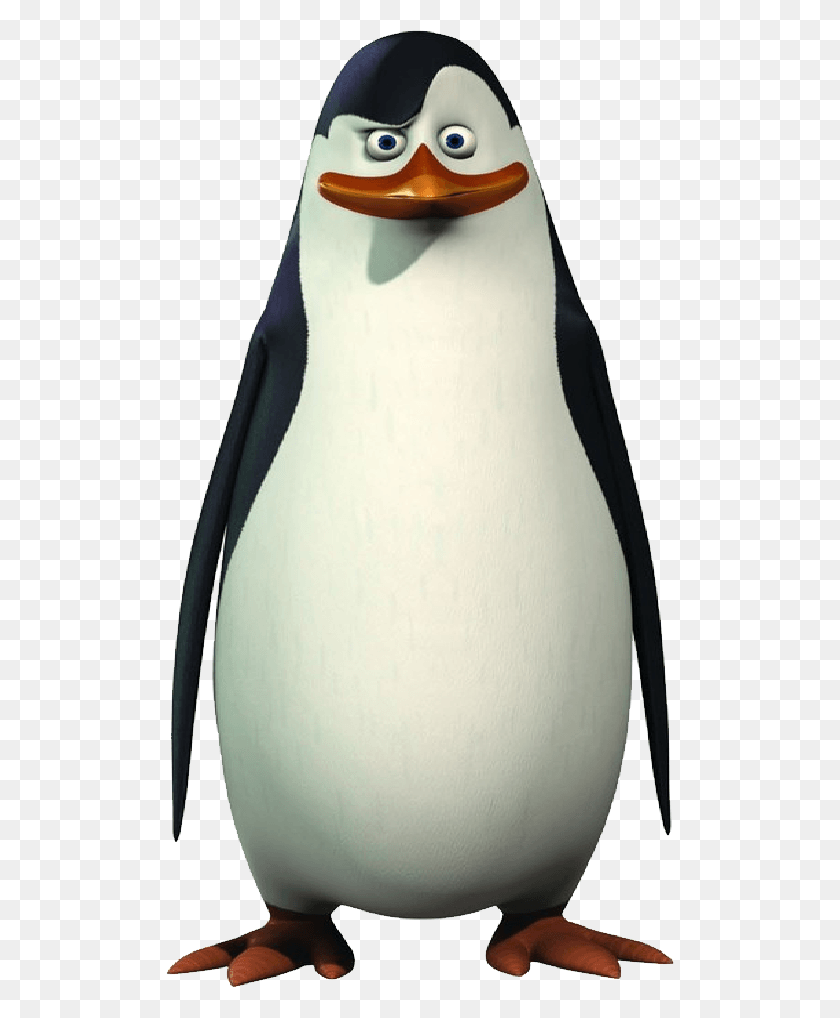 508x958 Мадагаскарский Пингвин Мадагаскарские Пингвины Ковальски Ок Retard Meme, Королевский Пингвин, Птица, Животное Hd Png Скачать