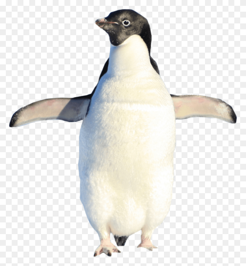 1362x1483 Madagascar Penguins Ephemera Penguin Adlie Penguin, Bird, Animal, King Penguin HD PNG Download