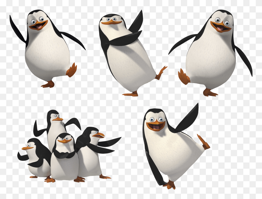 1862x1379 Пингвины Мадагаскарские Пингвины Изображение Пингвини, Пингвин, Птица, Животное Hd Png Скачать