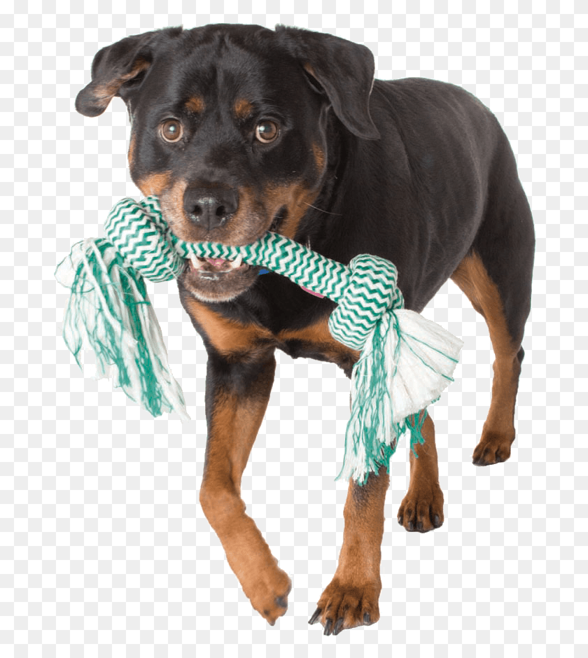 700x880 Made With Natural Beeswax And Real Mint Dog Catches Something, Pet, Canine, Animal HD PNG Download
